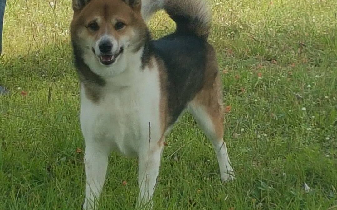 El Shiba Inu y sus colores.