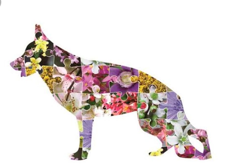 Las flores de Bach en perros