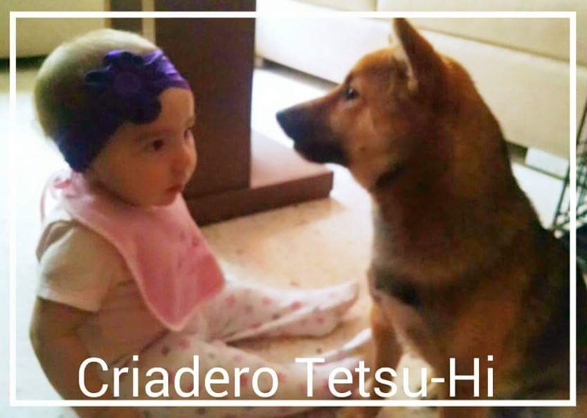Tu Shiba Inu y su entrenamiento.